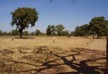 Blockchains, prévention et gestion des conflits sociaux en Afrique : le cas du foncier au Mali