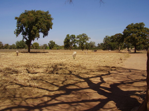 Blockchains, prévention et gestion des conflits sociaux en Afrique : le cas du foncier au Mali